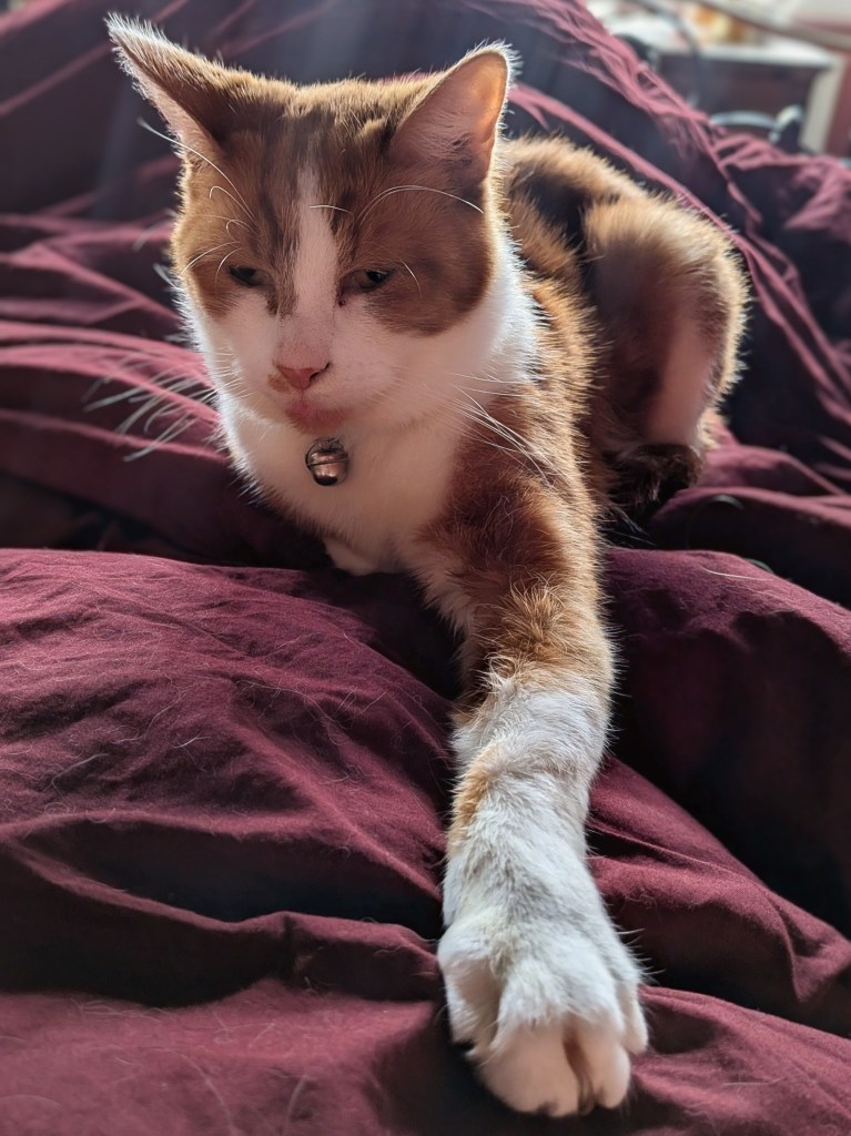 A picture of an orange cat lying on a bed, with one paw extended protectively on the sleeper