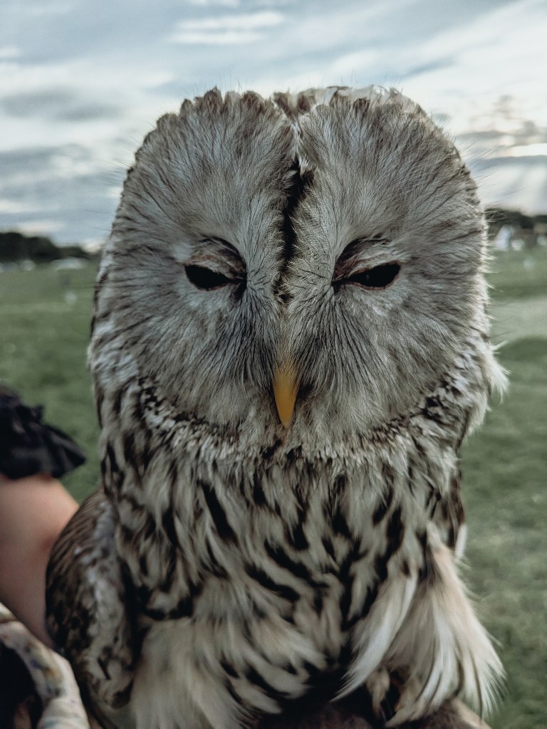 A Ural owl at Wyldwood RenFest.