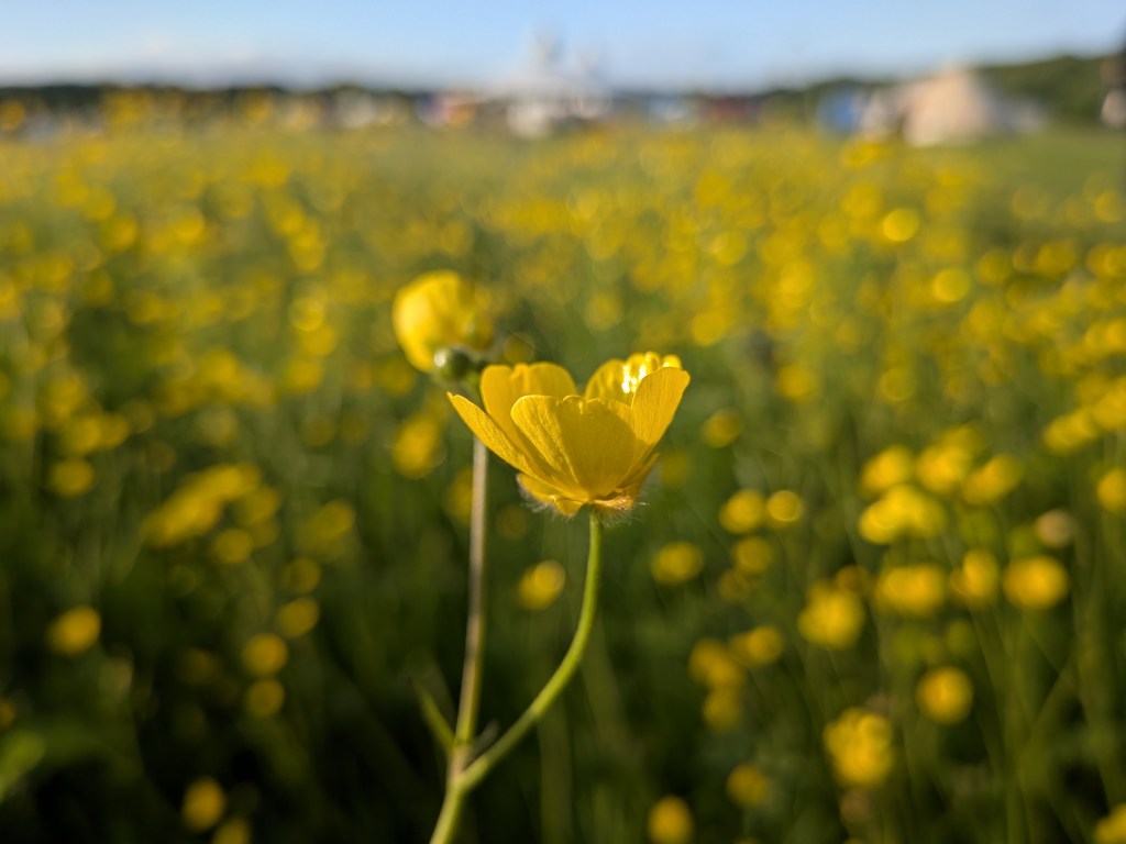 Close-up of a yellow buttercup in a wildflower meadow at Wyldwood Renaissance Festival, with tents and festival life softly blurred in the sunny background.