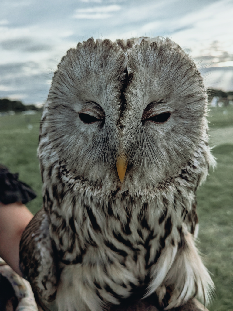 Close-up portrait of a grey owl with patterned feathers and half-closed eyes.